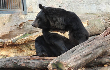 В Харьковском зоопарке к зиме начали откармливать медведей