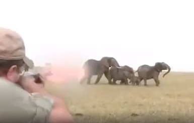 В Намибии стадо слонов бросилось на стрелявшего в них охотника