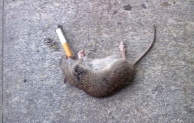 Вакцину от курения испытали на мышах