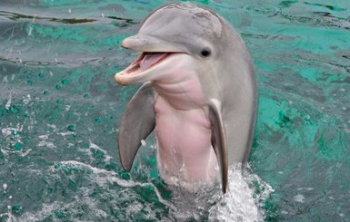 Ульяна Супрун развеяла мифы о дельфинотерапии