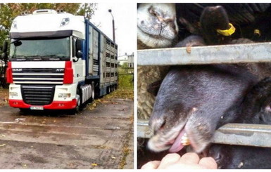 В Черноморском порту три сотни овец умирают без воды и еды в закрытой фуре