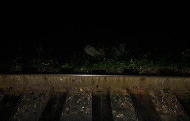На Львовщине под поездом погибла школьница