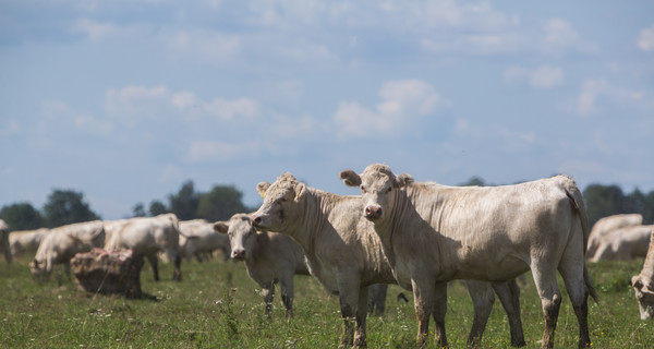 Выращивание говядины в Украине может быть выгодным - Укрлендфарминг