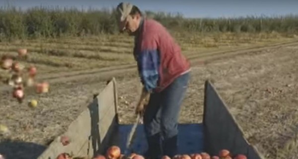 Украинские фермеры не хотят дешево продавать яблоки – и выбрасывают их