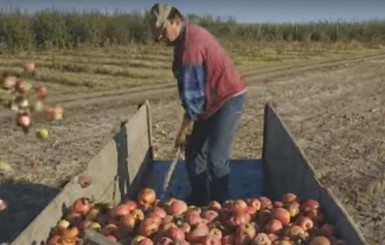 Украинские фермеры не хотят дешево продавать яблоки – и выбрасывают их