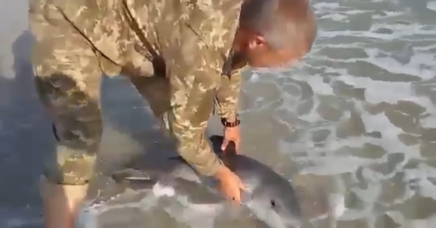 Украинские военные спасли дельфиненка, которого выбросило на берег