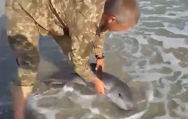 Украинские военные спасли дельфиненка, которого выбросило на берег