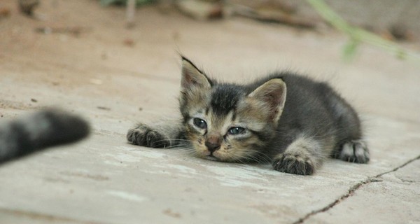 Одессита будут судить за издевательства над котятами на глазах ребенка