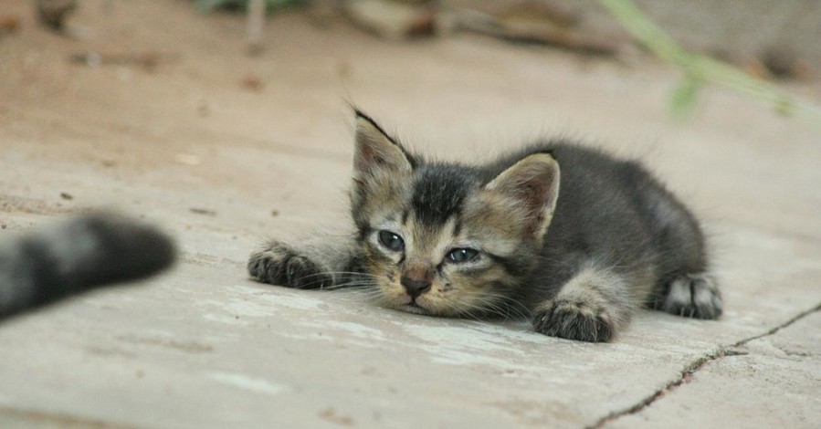 Одессита будут судить за издевательства над котятами на глазах ребенка