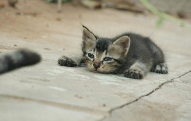 Одессита будут судить за издевательства над котятами на глазах ребенка