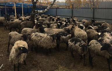 Беспризорных овец из Черноморского порта поселят на частной ферме