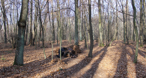 На Волыни у предпринимателя застрелили лошадей