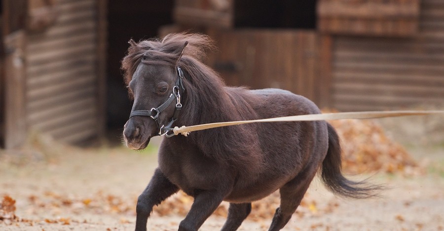 В Харьков приехали пять видов мини-лошадей, чтобы лечить детей
