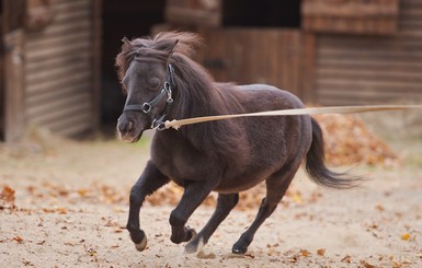 В Харьков приехали пять видов мини-лошадей, чтобы лечить детей