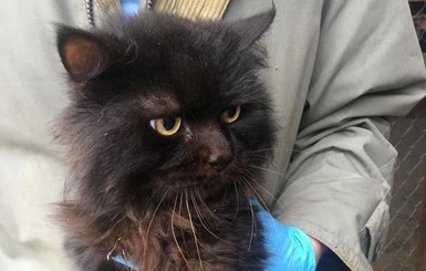 Лучанка по фото опознала кота, пропавшего пять лет назад