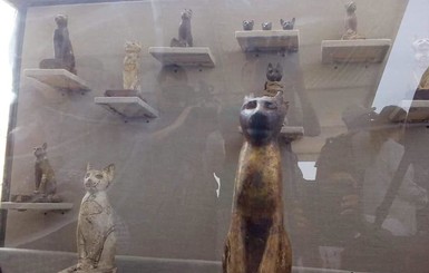 В Египте нашли мумии кошек