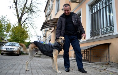 В Одессе собака с тремя лапами мотивирует искать работу