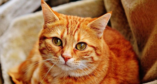 На Полтавщине мужчину посадили в тюрьму на шесть лет за издевательство над котом