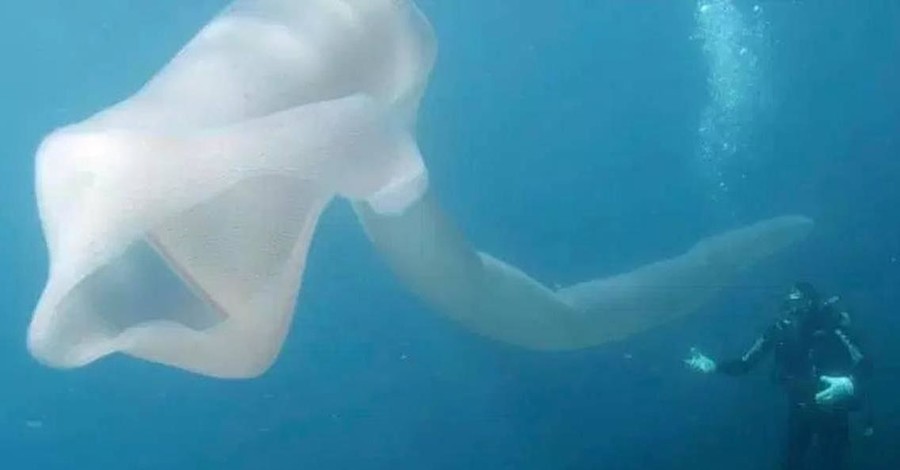 В Новой Зеландии сняли подводное восьмиметровое чудовище