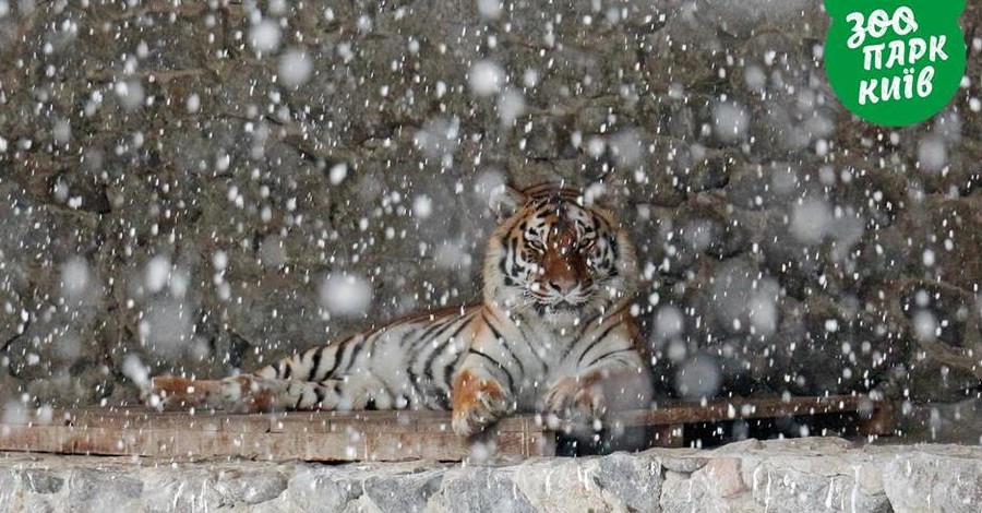 Зимняя сказка в Киевском зоопарке: как животные встречают первый снег