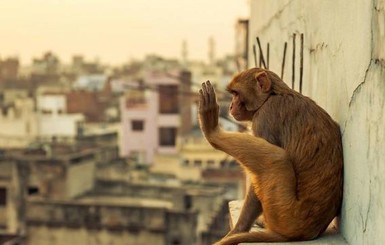 В Индии обезьяна выхватила младенца из рук матери и убила его