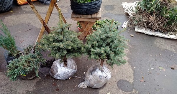 В Запорожской области продают елки,а на Кировоградщине их усиленно охраняют
