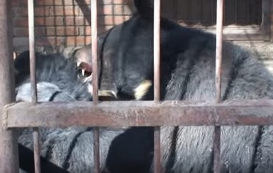 На Харьковщине в зоопарке на женщину напал медведь