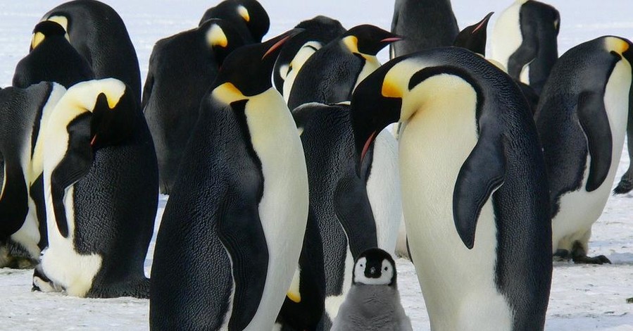 Журналисты ВВС спасли группу пингвинов из западни