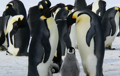 Журналисты ВВС спасли группу пингвинов из западни
