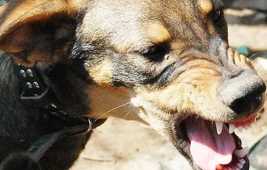 В Черновицкой области два случая бешенства домашних животных