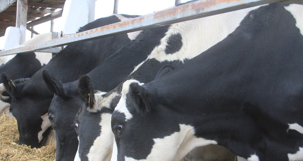Рентабельность молочной фермы 