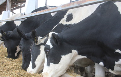 Рентабельность молочной фермы 
