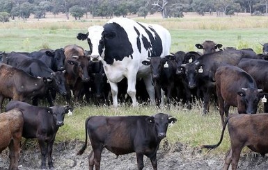 На ферме в Австралии живет бык - гигант