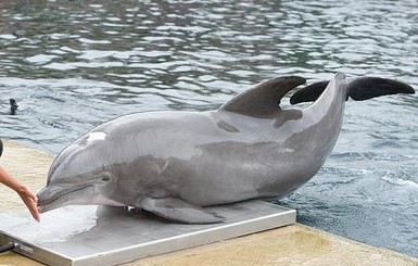 Дельфины любят мультики