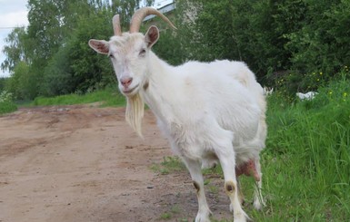 В Сербии коза съела 20 тысяч евро. Ее зарезали, пожарили и съели