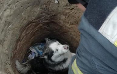 Под Киевом спасатели вытащили из ловушки обессиленного хаски