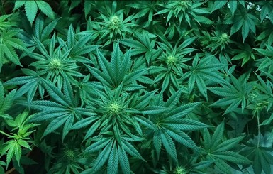 Компания Marlboro будет выращивать марихуану