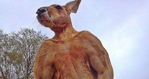 В Австралии скончался самый известный в мире кенгуру Роджер