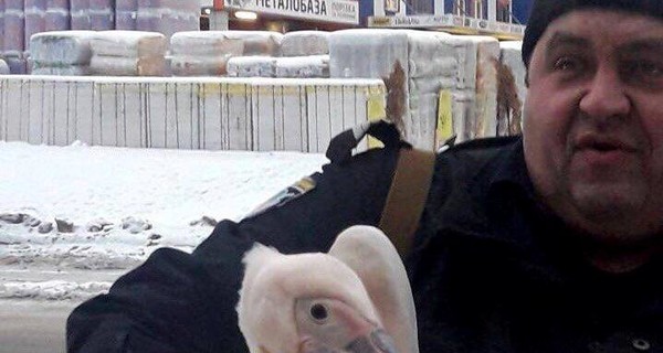 В Харькове полторы недели ловили пеликана-путешественника