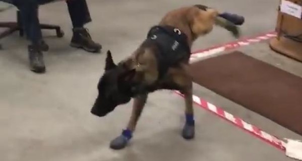 Полицейских собак в Южной Дакоте обули в зимние налапники