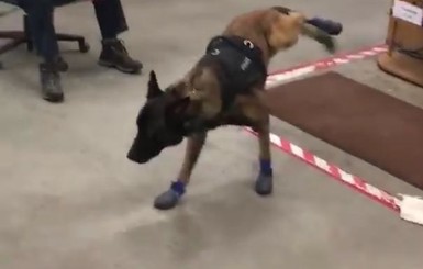 Полицейских собак в Южной Дакоте обули в зимние налапники