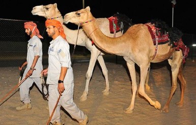 Патрульную полицию ОАЭ пересадили на верблюдов