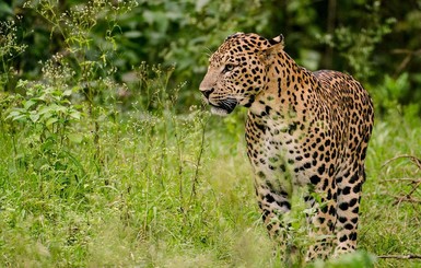 Леопард загрыз буддистского монаха, медитировавшего в индийском лесу