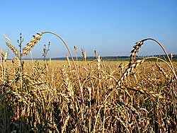 Мировые цены на пшеницу упали из-за Украины 
