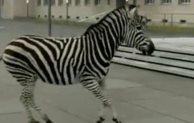 Конная полиция Дрездена устроила погоню за сбежавшими зебрами