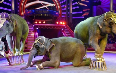Купи слона! Цирки заставят раздать дрессированных животных