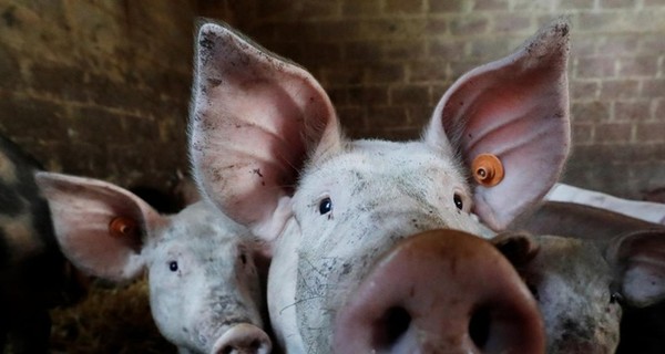 В Украине новая вспышка африканской чумы свиней