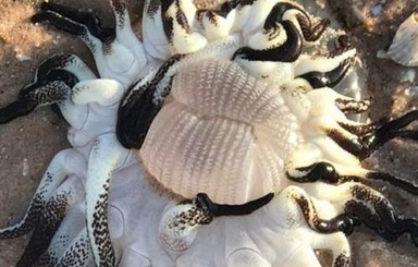 В Австралии нашли неизвестное морское существо с щупальцами