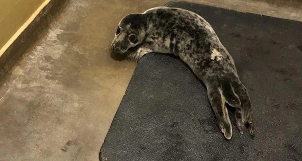 Британка нашла в собственном доме детеныша тюленя