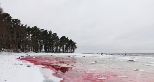 Море в Эстонии окрасилось в кроваво-красный